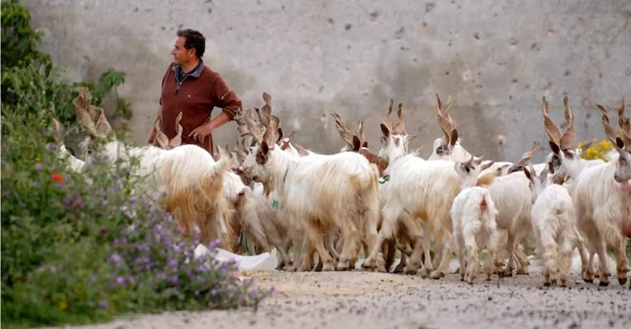 Siccità, in Sicilia a rischio le razze autoctone presidio Slow Food