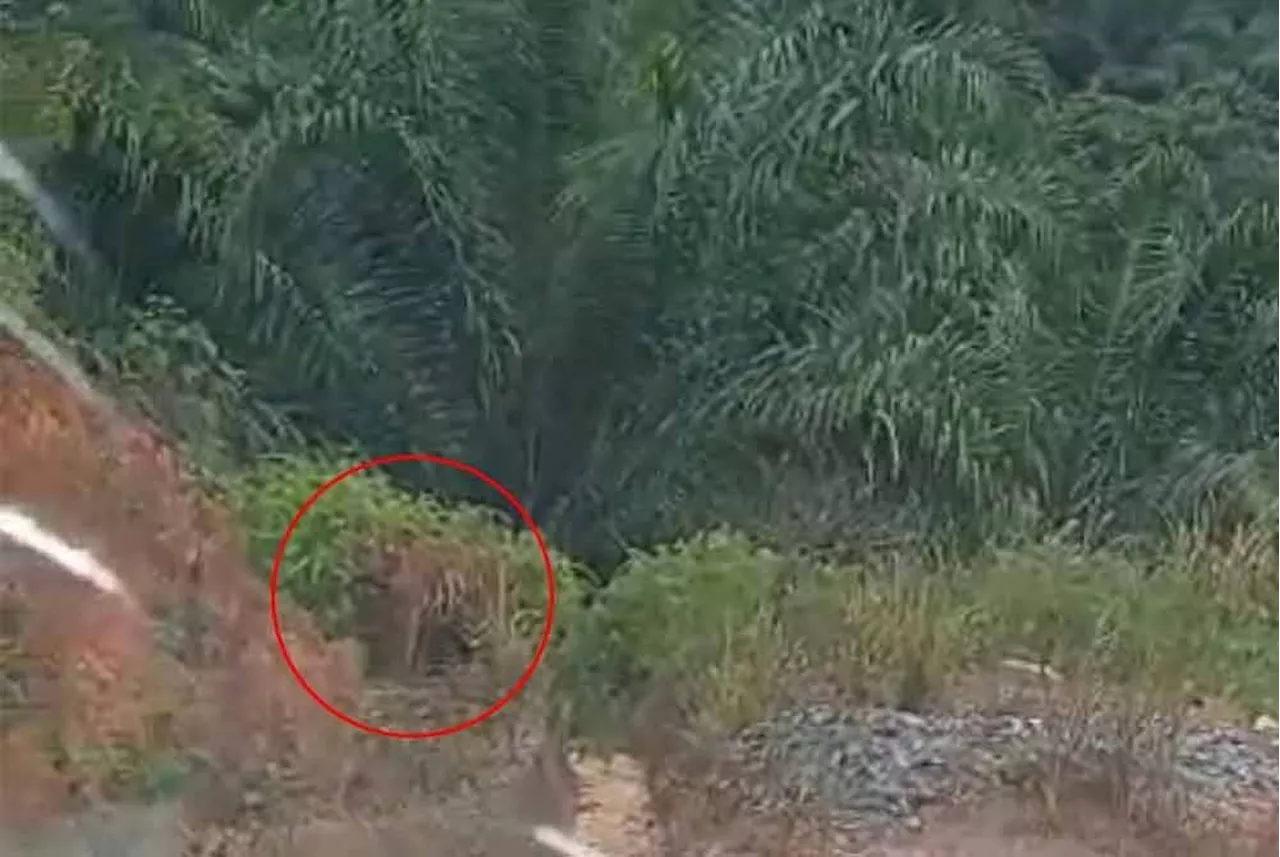 QuickCheck: Was a tiger spotted in Kuala Selangor?