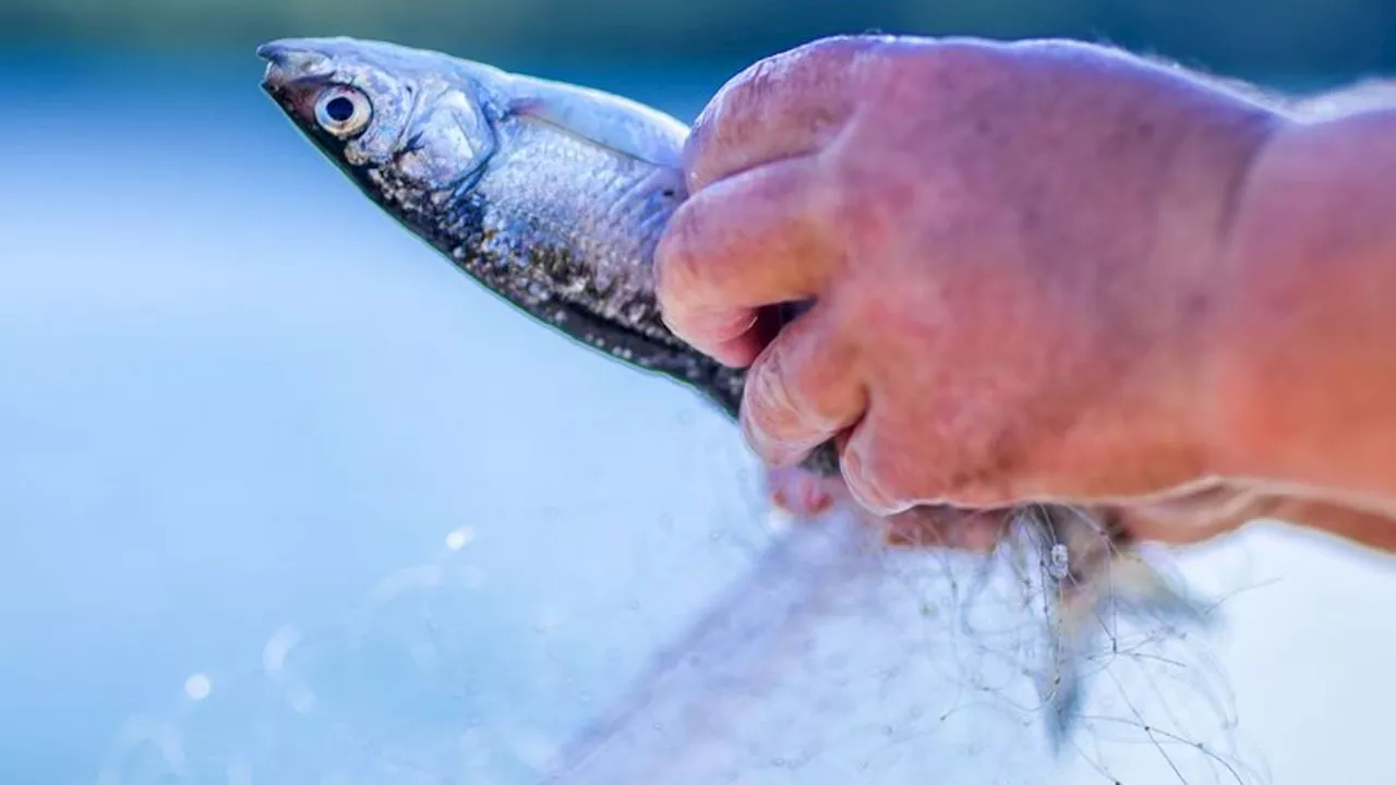 Tote Fische im Arendsee: Fischsterben im Arendsee: Sauerstoffmangel möglicher Grund