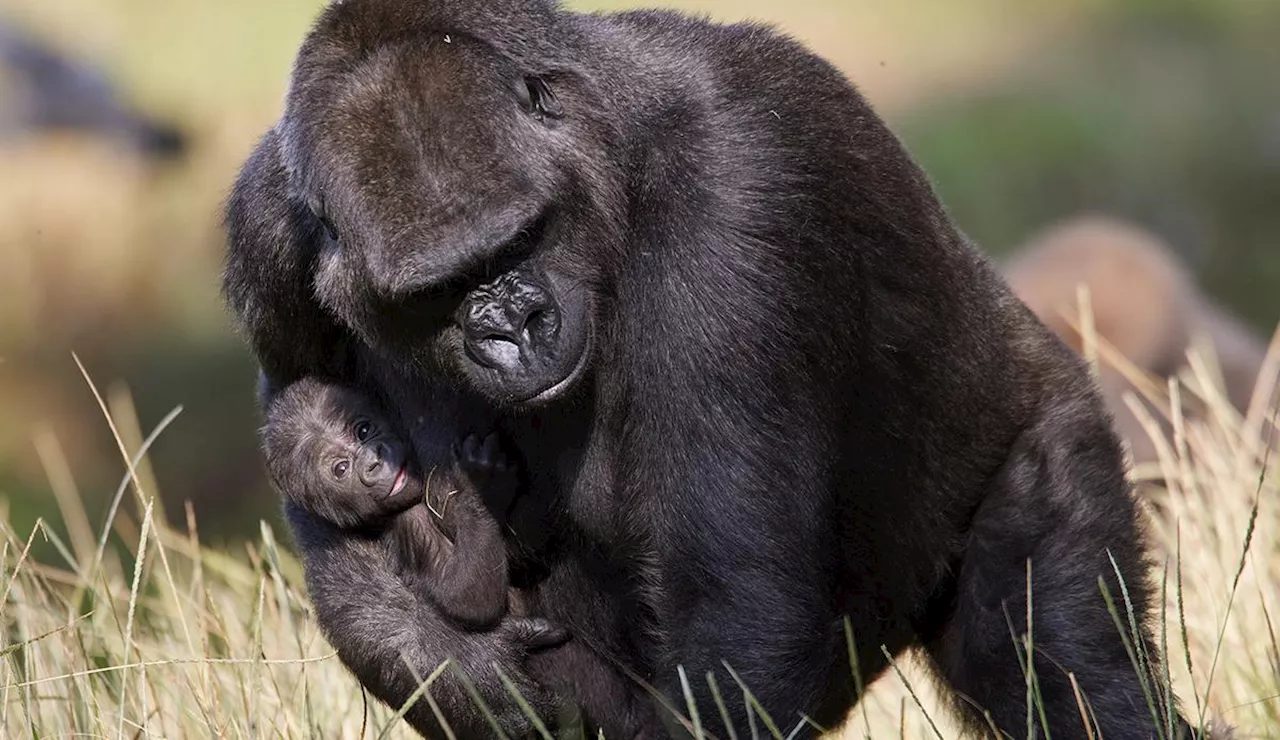 Charente-Maritime : naissance d’un gorille au zoo de La Palmyre