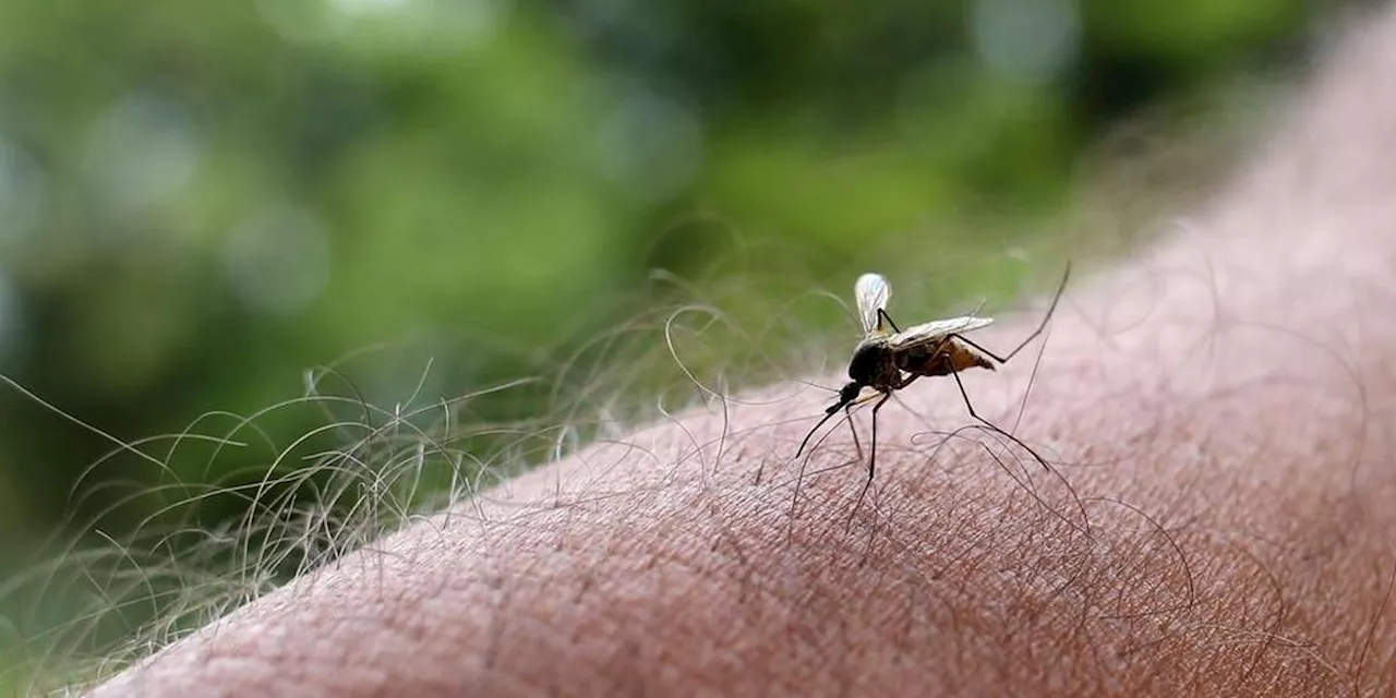 Dengue, chikungunya, Zika... Les maladies virales transmises par les moustiques s’installent en France hexagonale