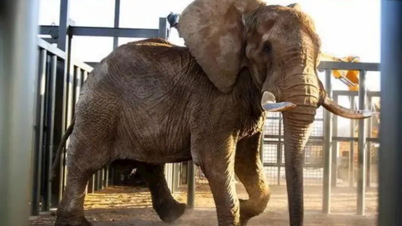 Charlie the world’s saddest elephant who was captured for circus & watched pals & only calf die finally F...