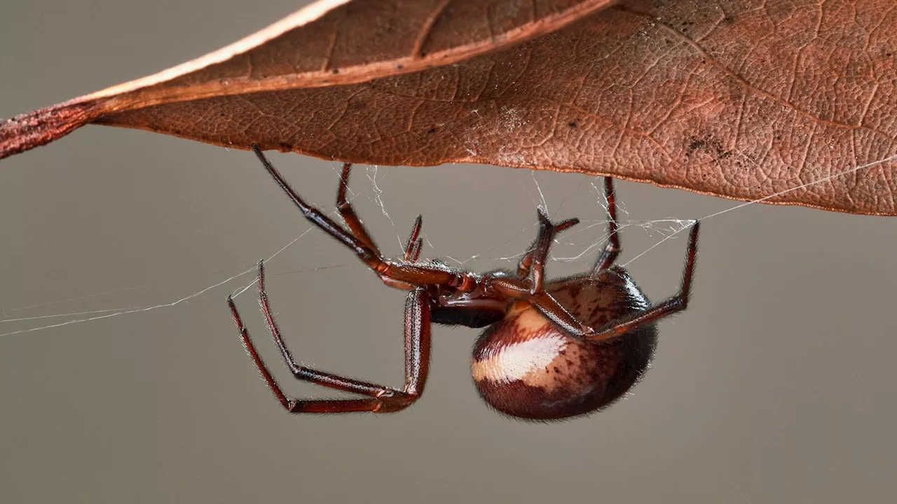 Giant spiders with ‘wasp sting’ bite to invade UK homes after summer washout creates ‘perfect breeding grou...