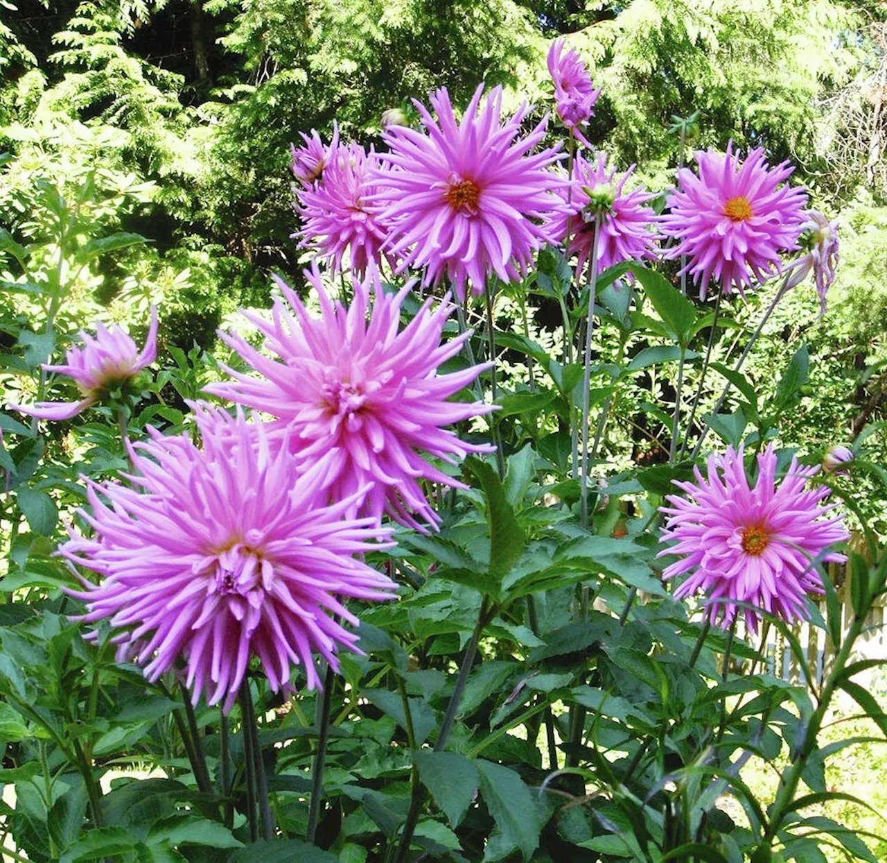 Helen Chesnut's Garden Notes: Wait for spring to lift and divide dahlia tubers