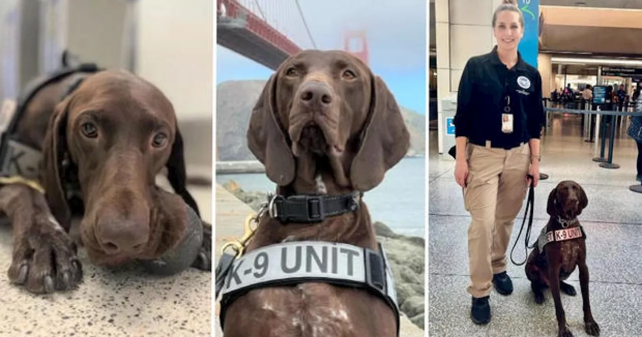 Barni, K-9 officer at San Francisco International Airport, voted TSA's Cutest Canine of 2024