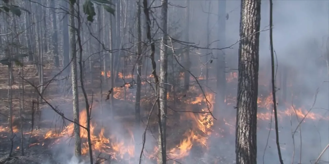 Dry conditions create wildfire concerns in Alabama