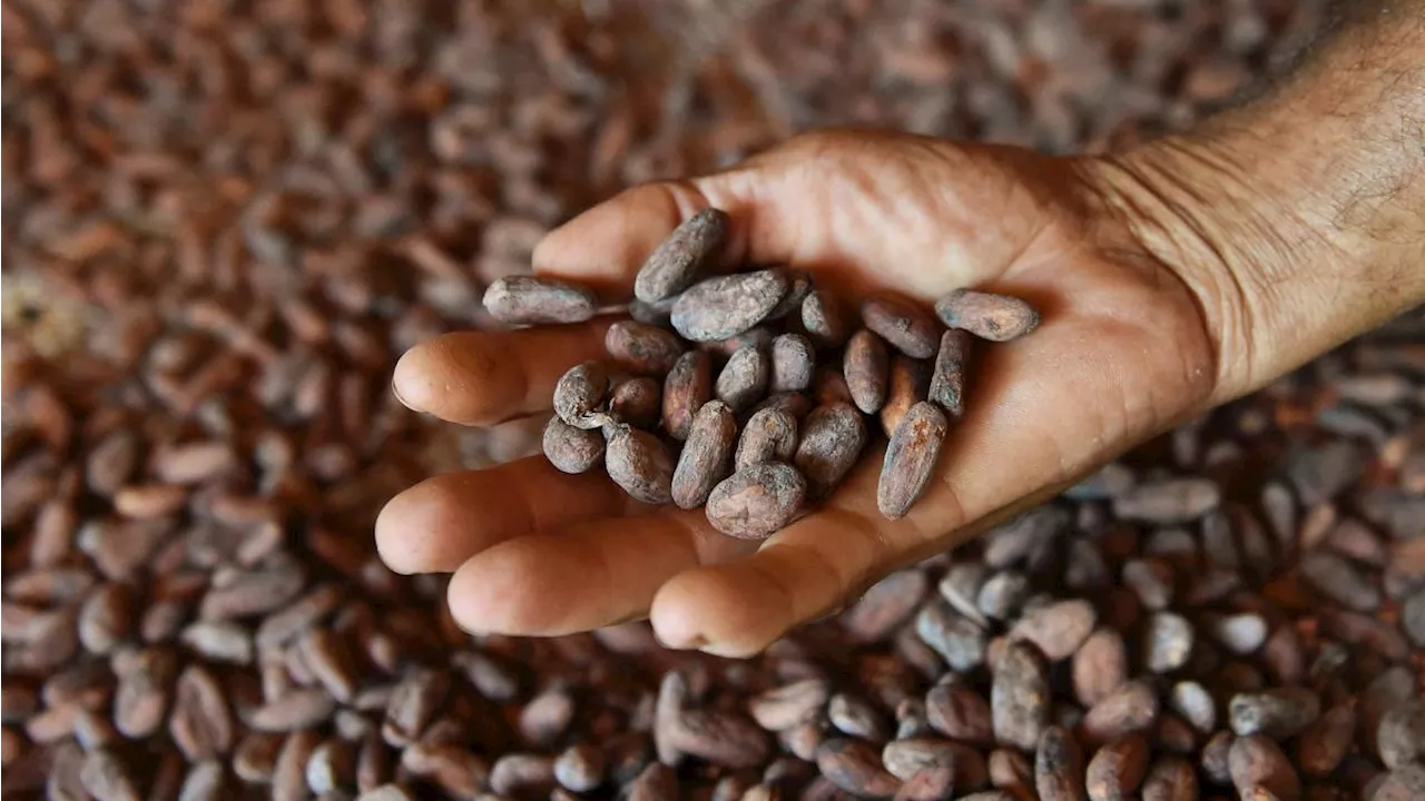 Cocoa prices could be out of control until 2026: Here's why