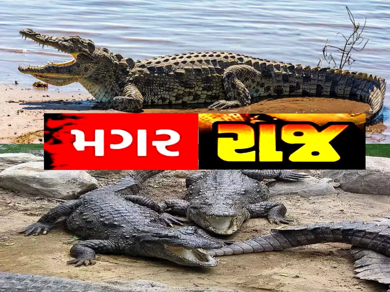 વરસાદમાં ગુજરાતના આ શહેરમાં રોડ-રસ્તા, સોસાયટીઓ, બગીચા અને પોલીસ સ્ટેશનમાં ફરી વળ્યાં મગર!