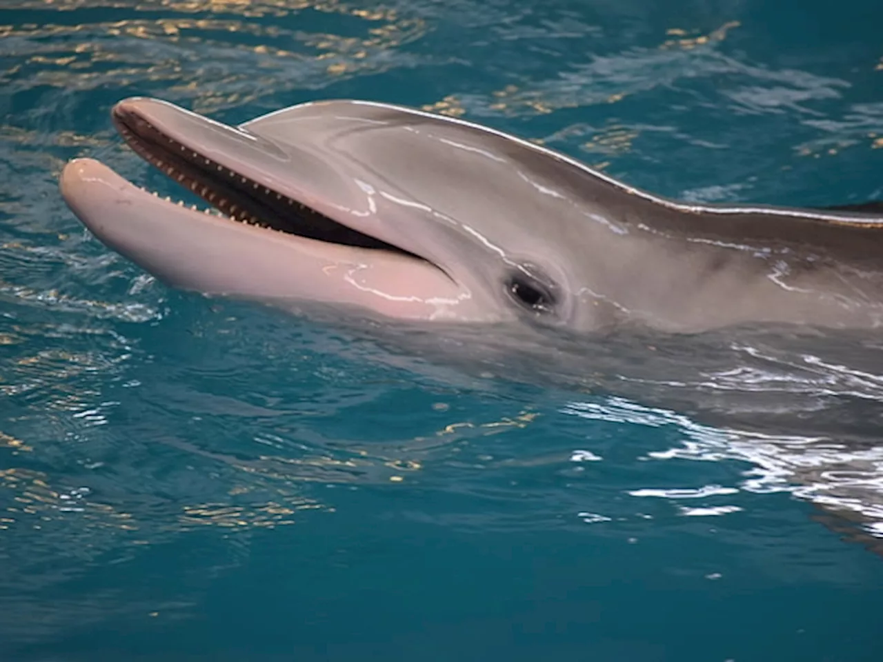 Sexually Frustrated Dolphin Blamed For Attacking People In Japan