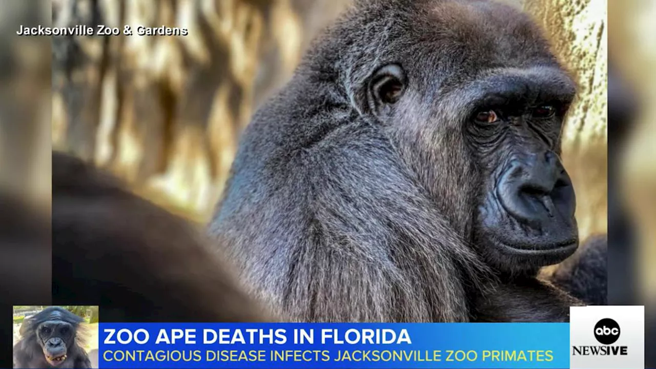 3 apes die from contagious bacterial infection within days of each other at Jacksonville Zoo