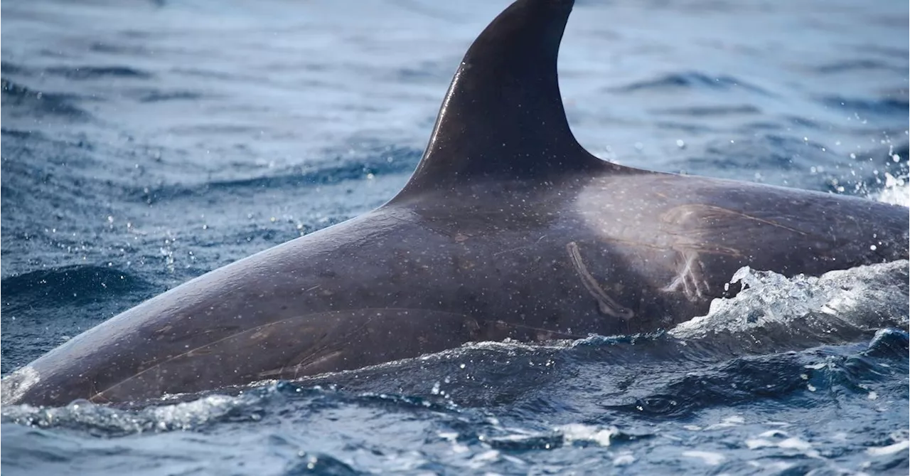 'Incredibly rare' pod of Orcas seen off Sydney beach