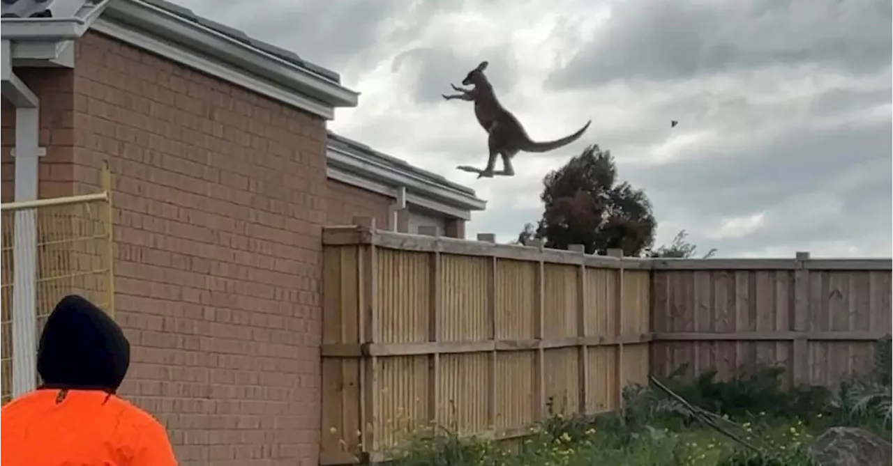 Landscaper captures incredible kangaroo encounter at Victorian home