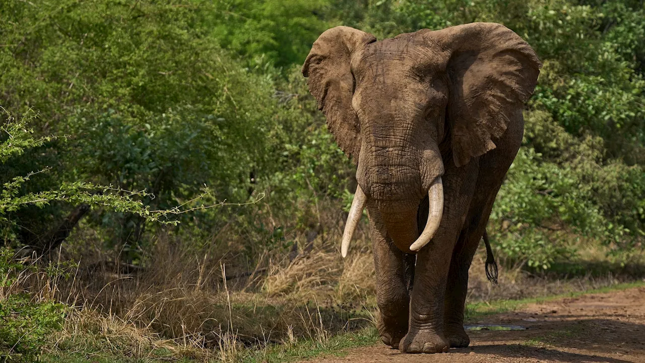 Namibia to cull over 700 animals to feed those affected by drought