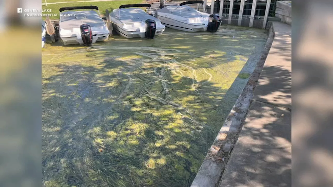 Health officials close lakes as potentially toxic blue-green algae blooms could harm people, pets