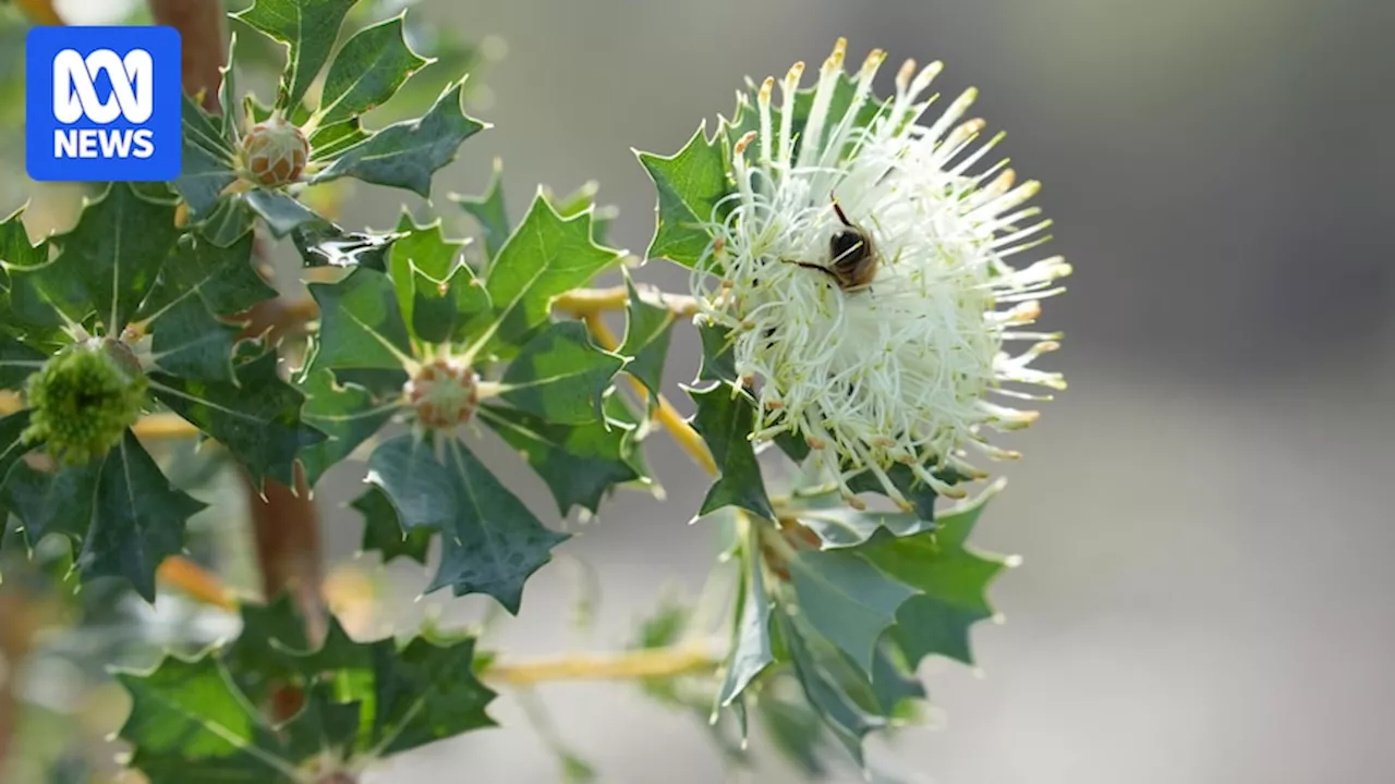 Bees 'starving' for pollen as native flowers fail to bloom