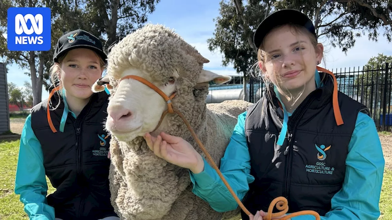 Merino Wether Challenge entices Shepparton school teens to work with sheep