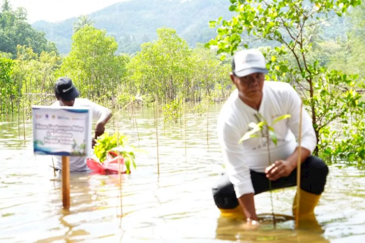 Cegah abrasi, PT Bukit Asam tanam mangrove di Pantai Taluak, Sumbar