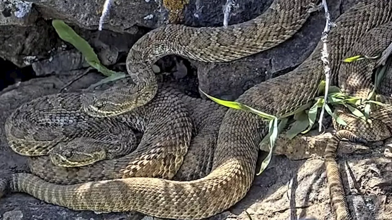 Newborn rattlesnakes at a Colorado 'mega den' are making their live debut