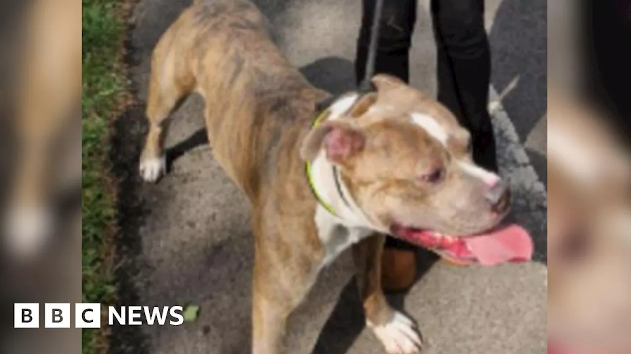 Appeal after dog injured in Stockton XL bully attack