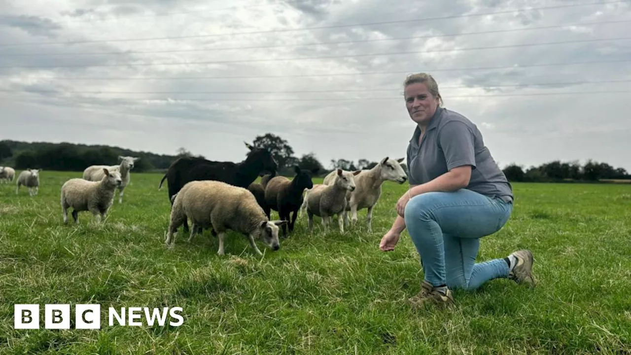 Derbyshire farmer's plea after 15 sheep are killed by dogs