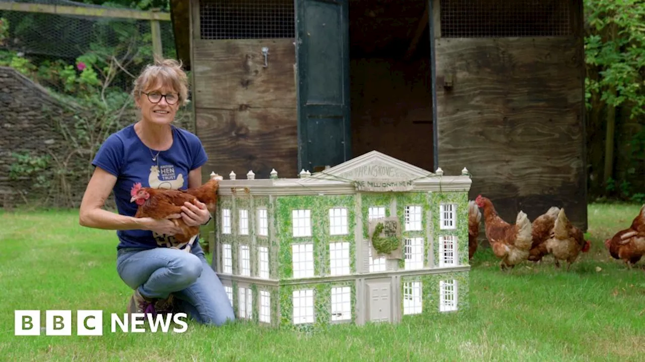 Millionth hen rehomed to live at King's residence