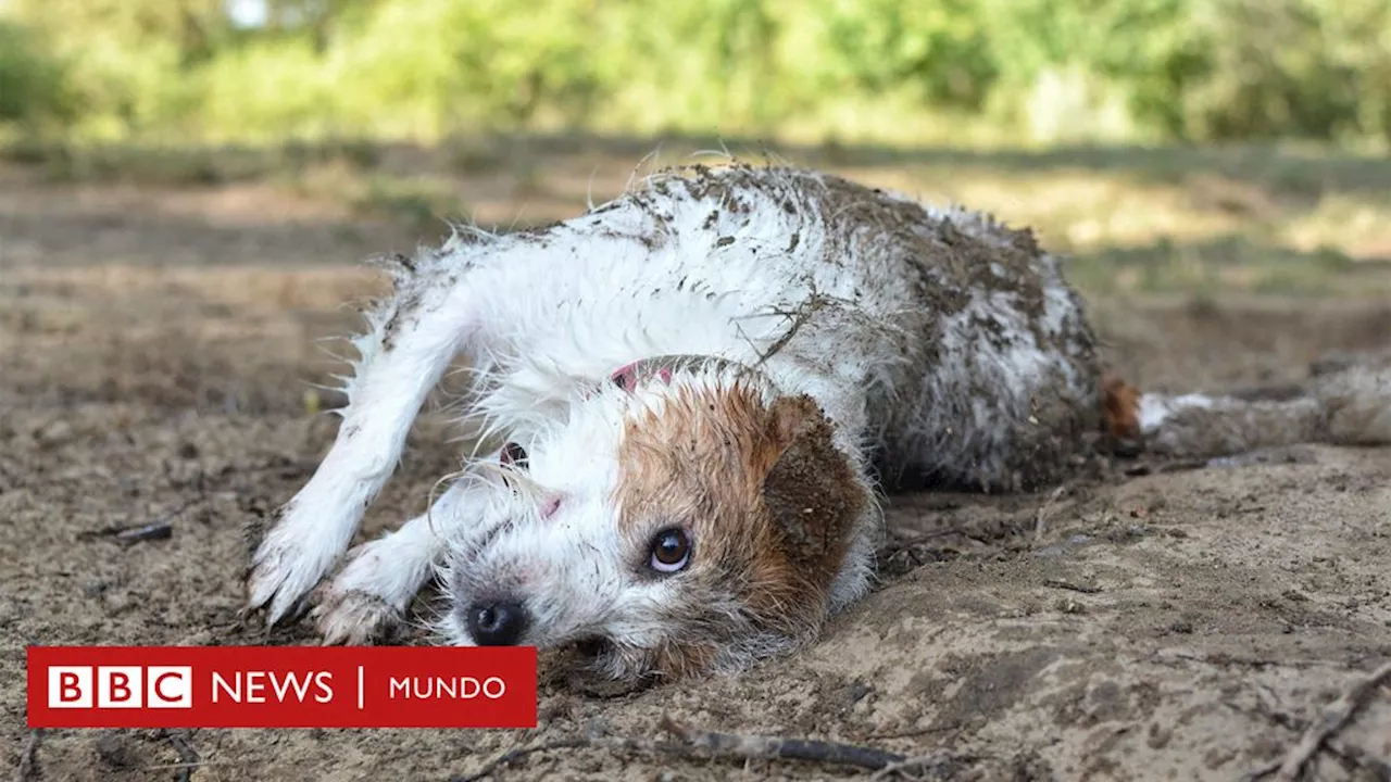 Por qué a los perros les gusta revolcarse en excrementos