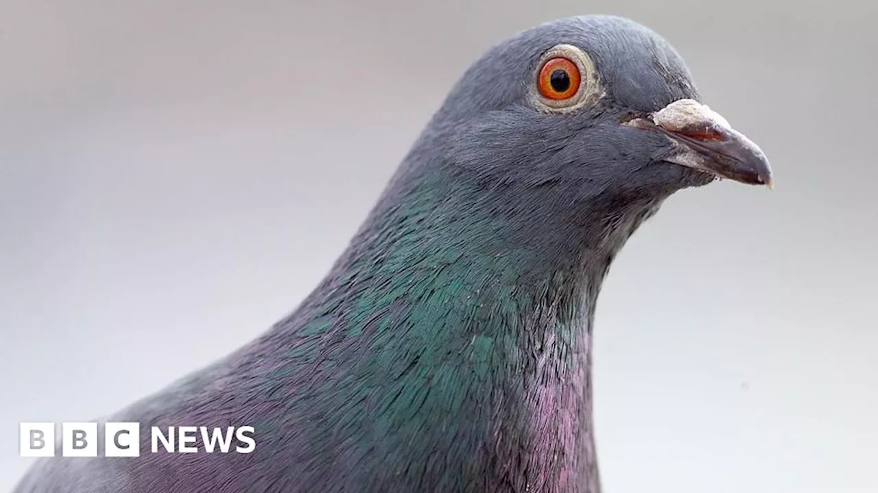 Football fan calls on Norwich City to sort pigeon poo problem