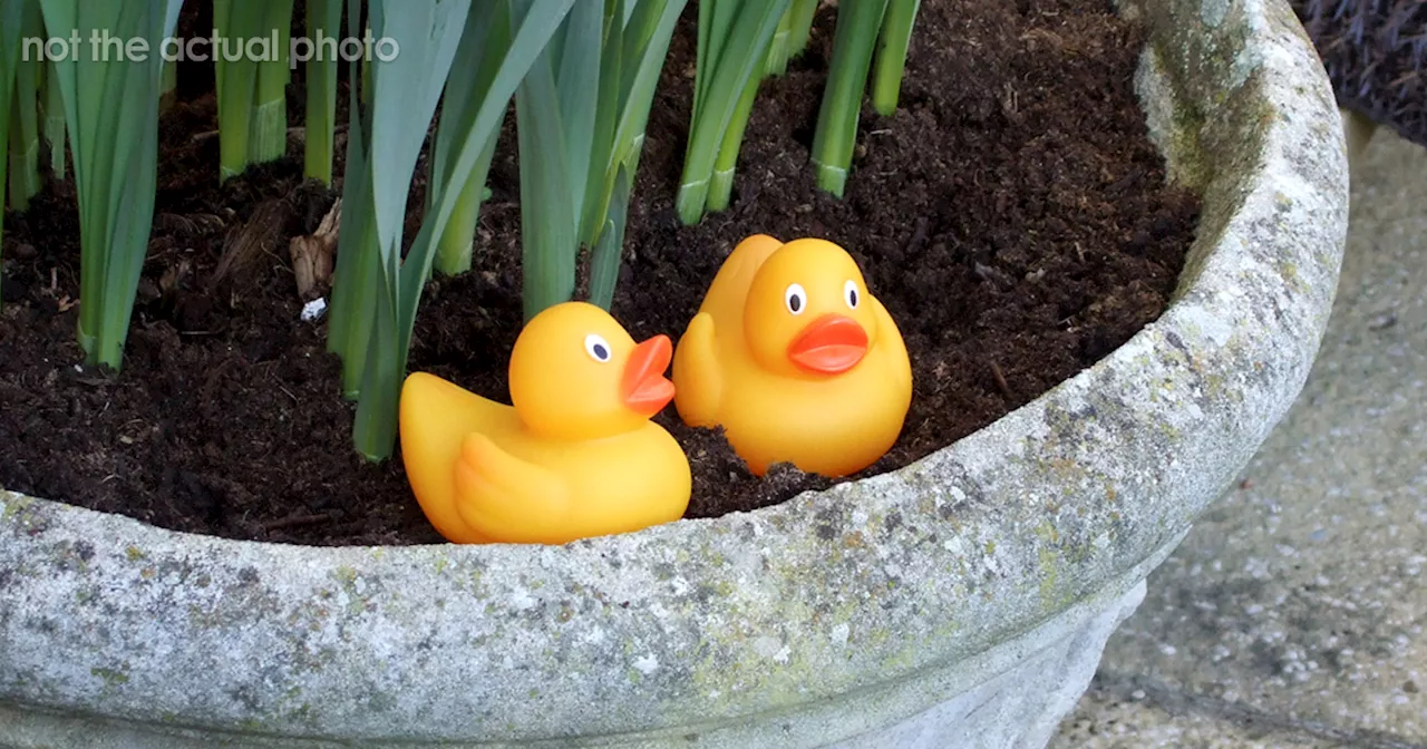 Guy Hides 200 Ducks In His Mom’s House To Get Back At Her For Junk, His “Revenge” Backfires