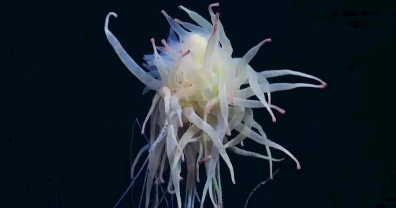 Oceanographers discover 2-mile-high underwater mountain, new species — and rare 'flying spaghetti monsters'