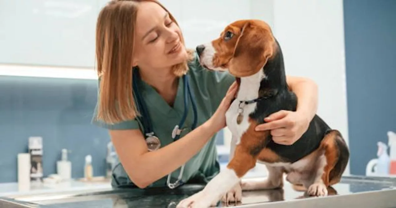 Los ESTADOUNIDENSES prefieren a sus MASCOTAS antes que a sus PAREJAS, según UNA INVESTIGACIÓN