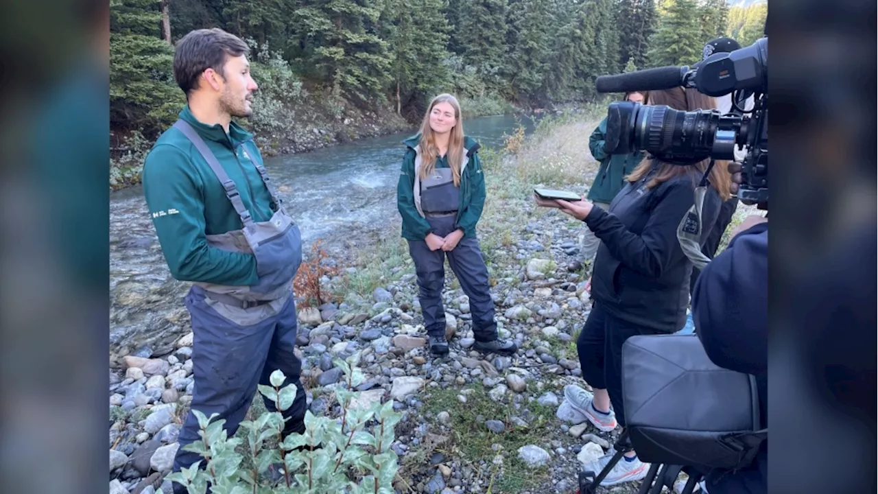 Westslope cutthroat trout reintroduced to Cascade Creek near Banff