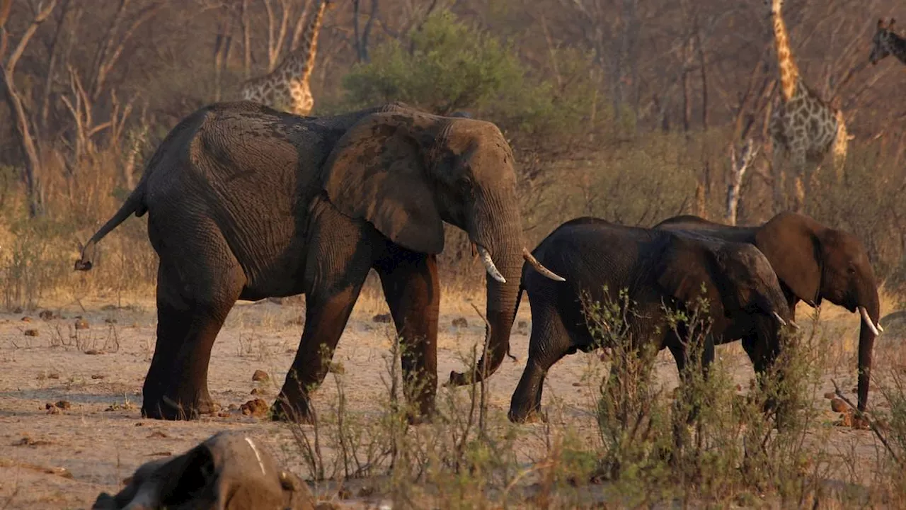 Namibia prepares to slaughter 83 elephants before distributing the meat to people hit by drought