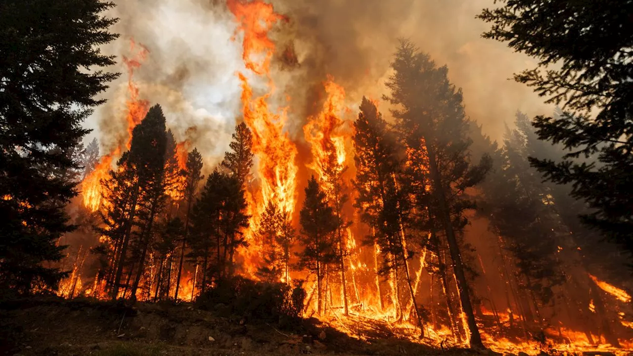 Verheerende Saison 2023: Waldbrand-Emissionen in Kanada deutlich höher als aus fossilen Quellen