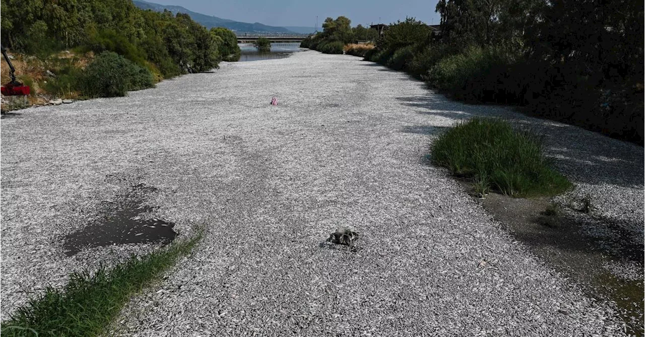 Tonnen toter Fischer schwemmen griechische Hafenstadt Volos