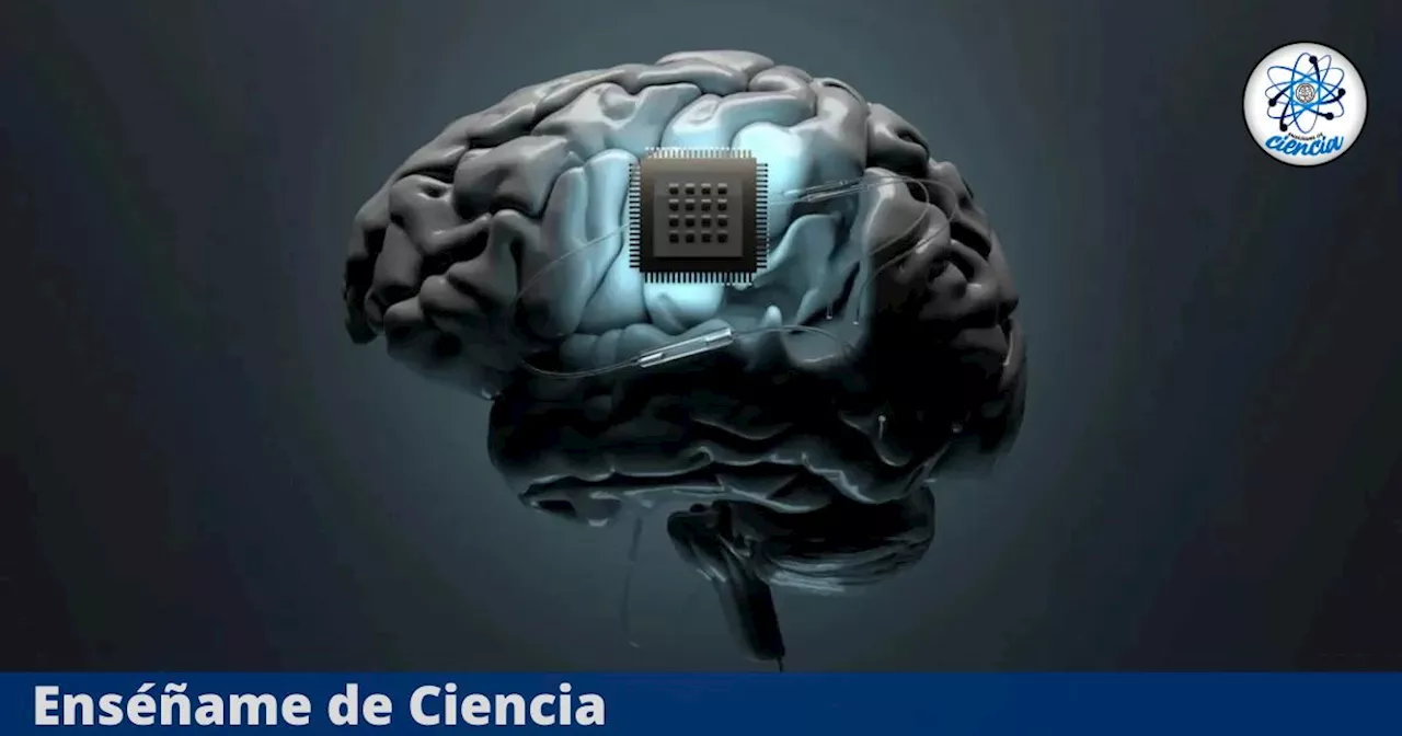 Reciente estudio afirma que tu cerebro puede sustituirse con estas piezas para jamás envejecer