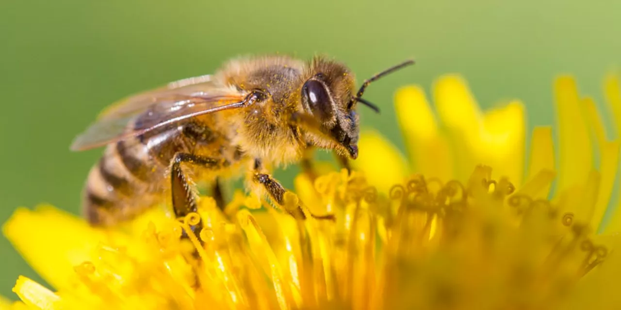 Natur: Weltweite Ernteeinbrüche durch Bestäubermangel