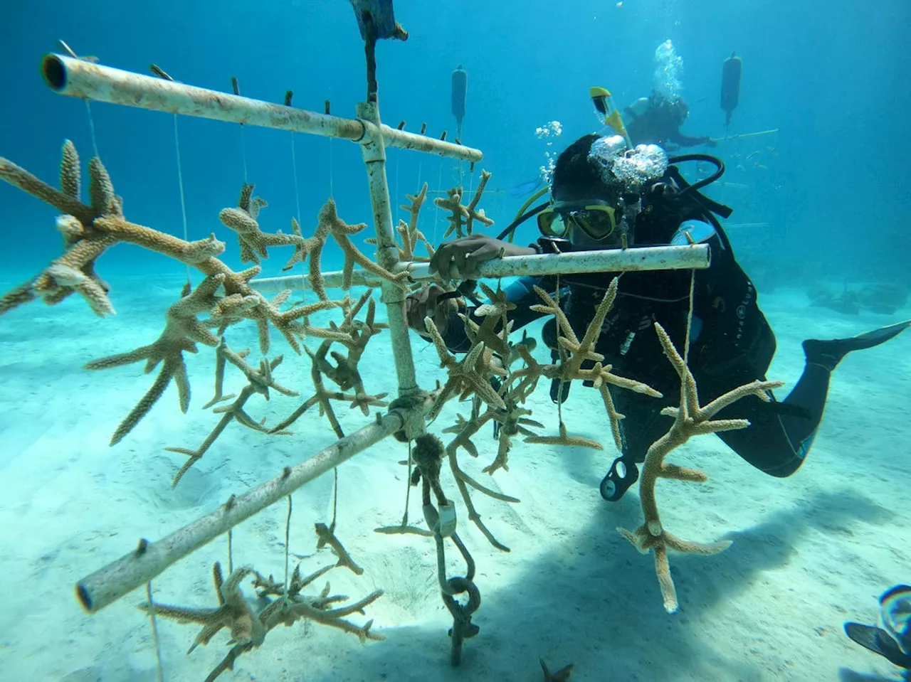 How Can A ‘Coral Vault’ Help Save Reefs In The Bahamas?