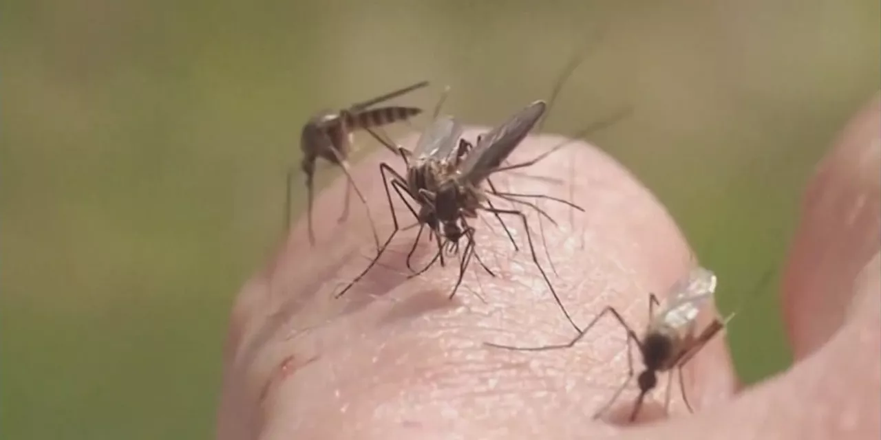 ADPH urges caution against mosquito-borne illnesses