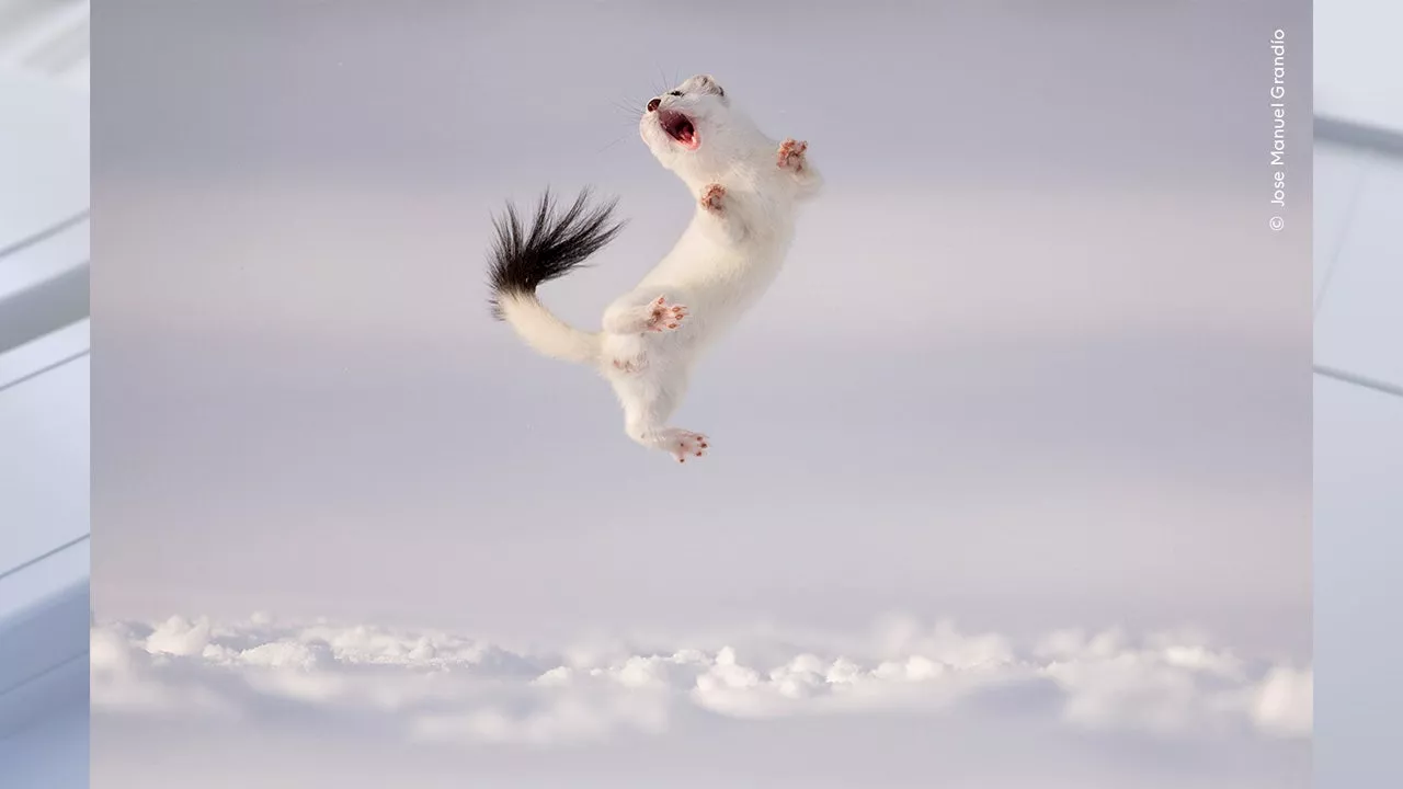 Stunning wildlife images featured in London's Natural History Museum photography competition