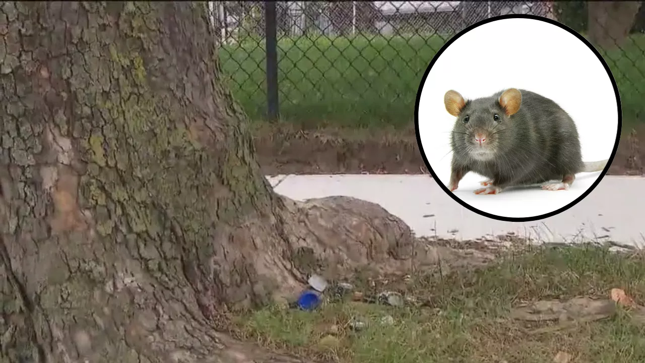 Queens residents fined after reporting rat infestations: 'You don't punish people who call 311'