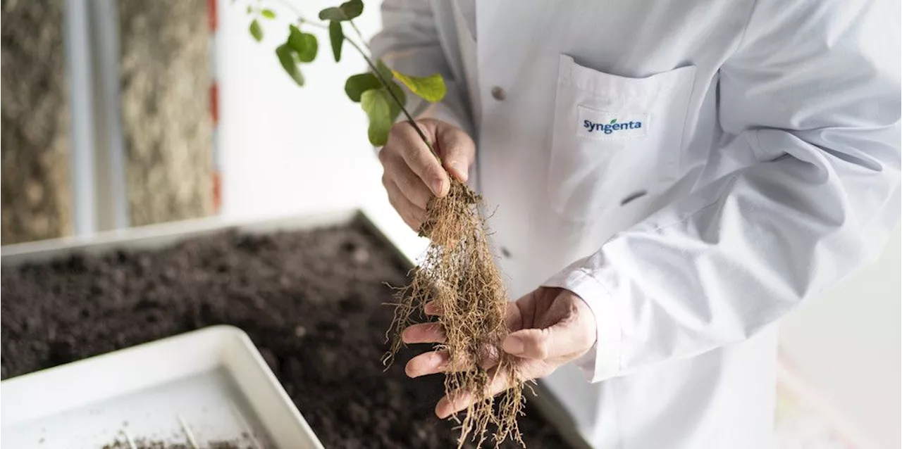 Syngenta Group mit deutlich weniger Umsatz und Gewinn