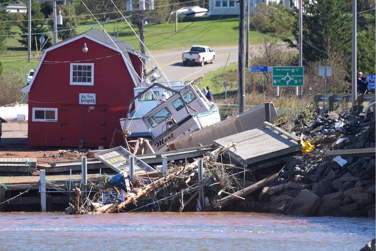 P.E.I. forests emit more carbon than they absorb after damage from 2022 storm