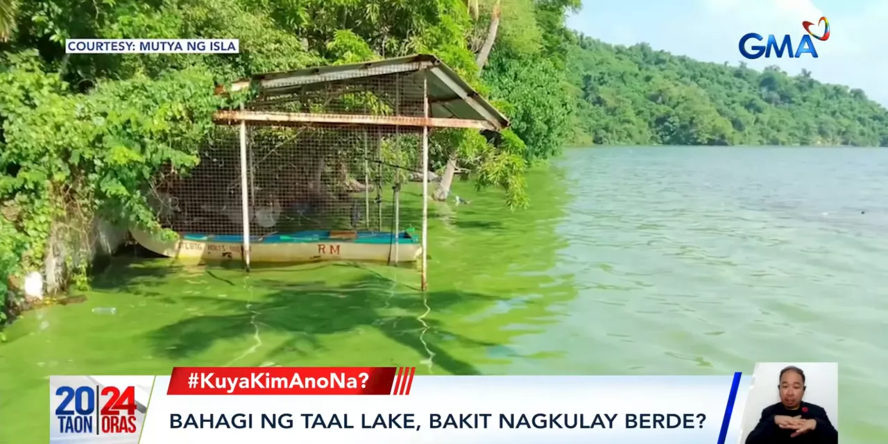 Why has a section of Taal Lake gone green?