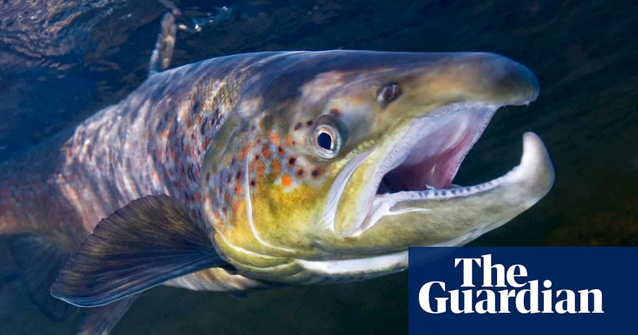 ‘Like doomsday’: why have salmon deserted Norway’s rivers – and will they ever return?