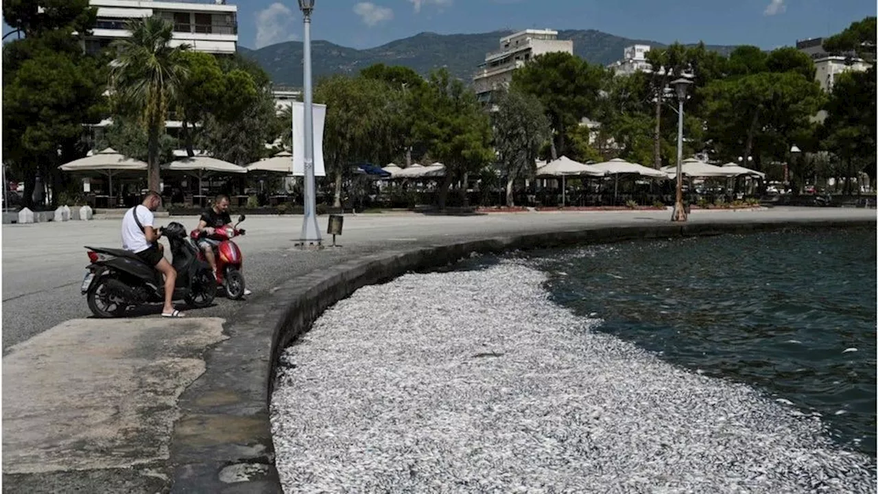  In dieser Urlaubsstadt watet man durch tote Fische