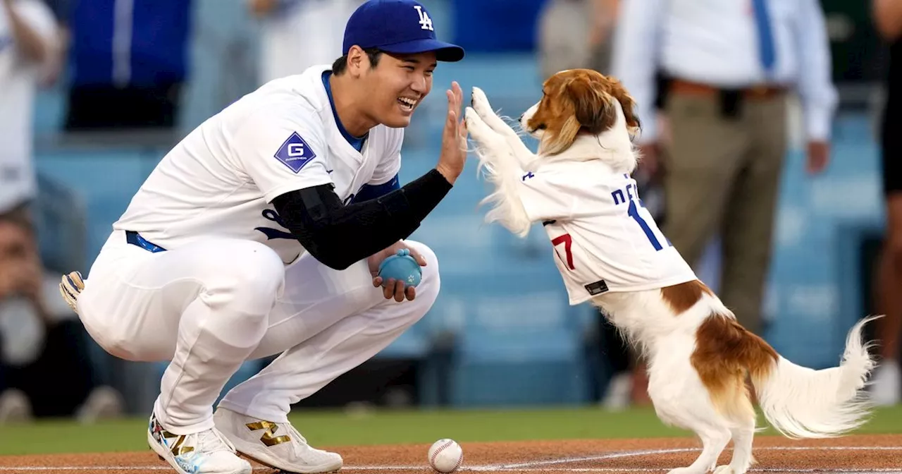 Shohei Ohtani's Dog 'Throwing Out' First Pitch Might Be The Cutest Thing Ever