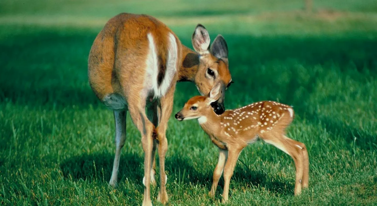 Abruzzo, il tariffario dei cacciatori: 50 euro per sparare a Bambi