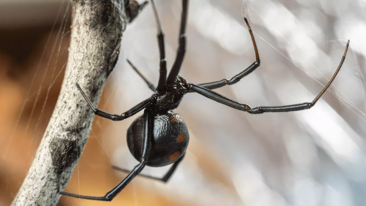 Spider’s ballerina waist secret revealed through gene silencing, sequencing