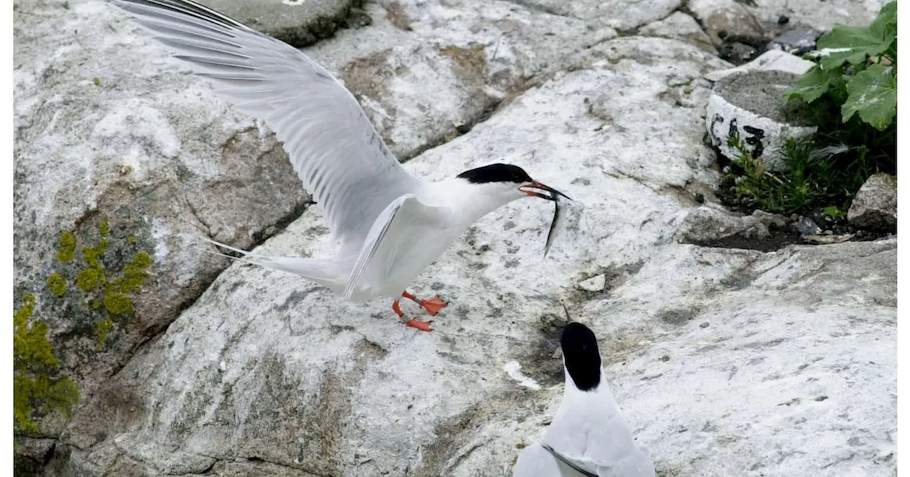 Keep turbines away from endangered terns on island off north Dublin coast, environmentalists warn