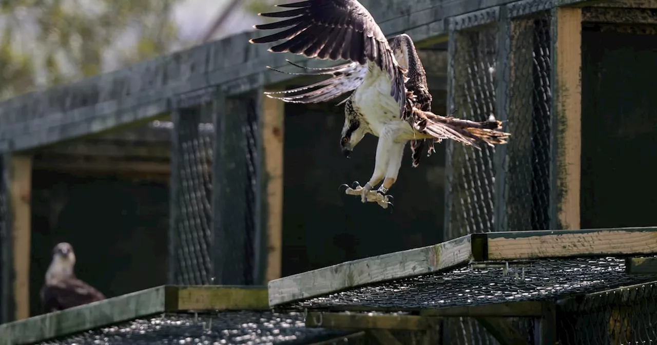 Osprey chicks released into the wild with hopes for native population after 200-year gap